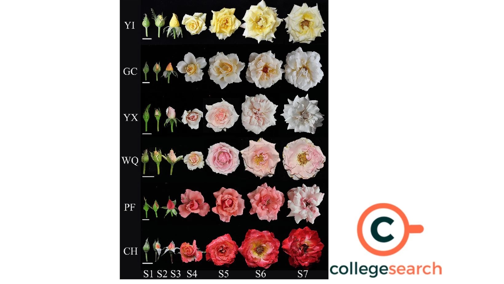Understanding the Scientific Name of Rose Rosa Genus and Its Species